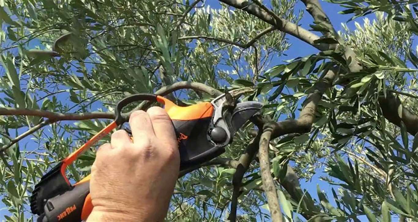    Yatağan'da meyve ağaçlarında budama ve terbiye kursu açılıyor haberi